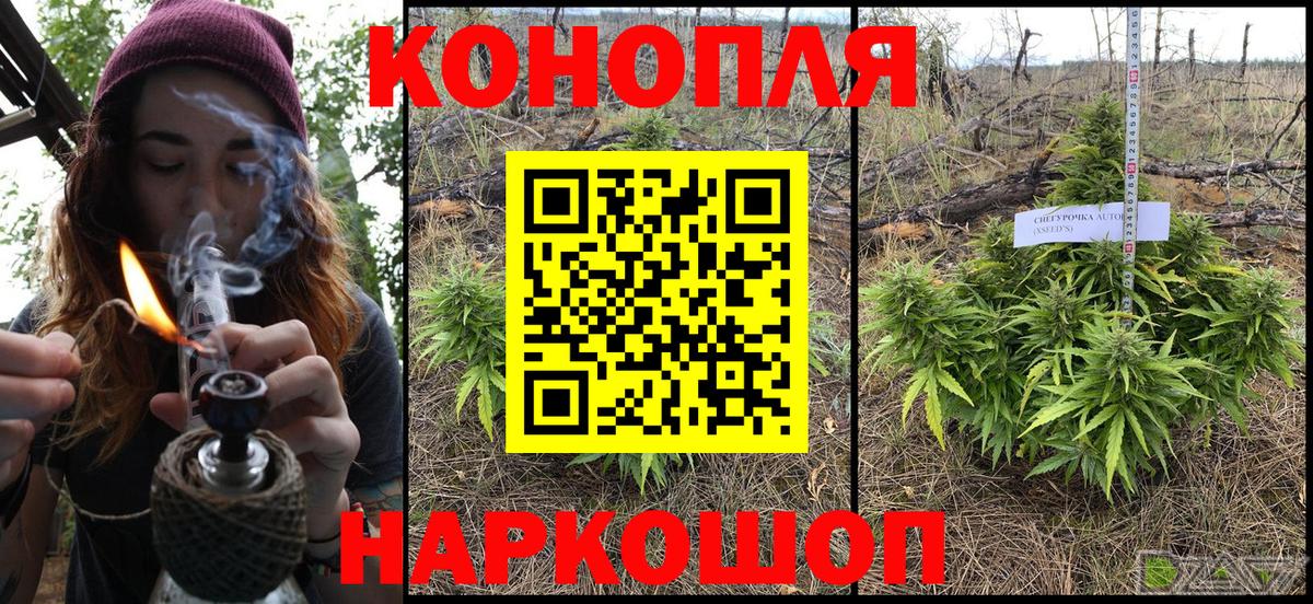 Бошки Шишки планчик  Вятские Поляны  Каннабис индика  Шишки марихуана конопля 